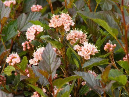 Physocarpus Little Devil (2)