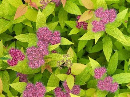 japonica