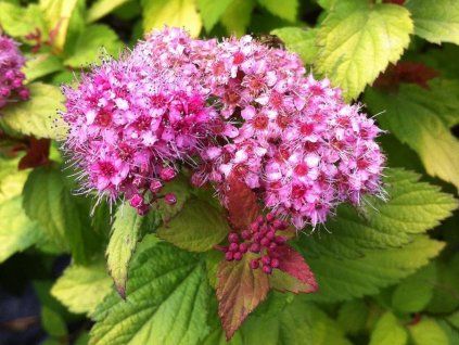 Tavolník japonský 'Magic Carpet'  Spiraea japonica 'Magic Carpet'
