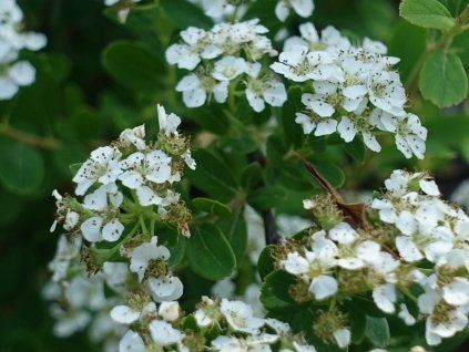 Tavolník niponský 'Snowmound'  Spiraea nipponica 'Snowmound'
