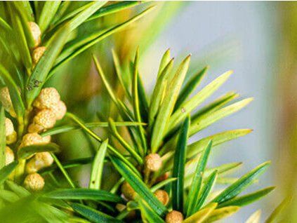Tis červený 'David'  Taxus baccata 'David'