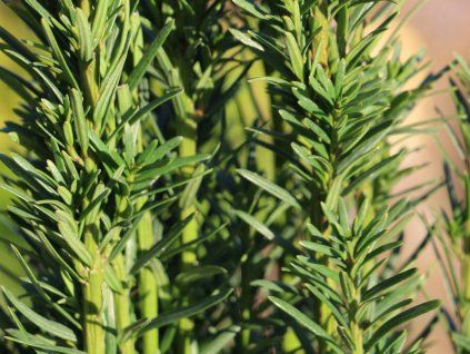 Tis červený 'Fastigiata Robusta'  Taxus baccata 'Fastigiata Robusta'