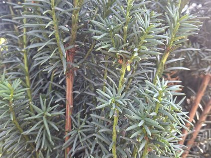 Tis červený 'Green Rocket'  Taxus baccata 'Green Rocket'