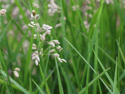 odorata 2