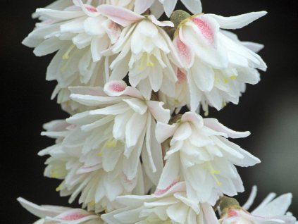 Trojpuk drsný 'Rosea Plena'  Deutzia scabra 'Rosea Plena'
