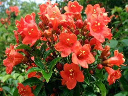 Trubač kořenující 'Gabor'  Campsis radicans 'Gabor'