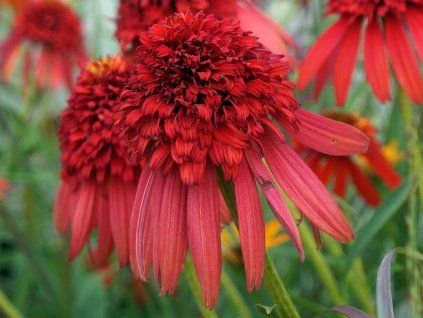 64599 1 22824a echinacea hot papaya a po