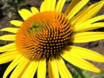 sunshine 1