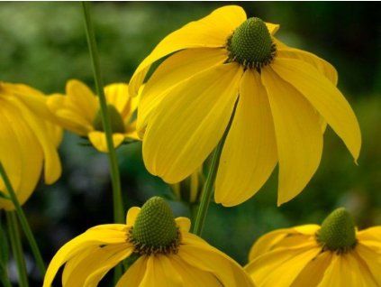Třapatka (rudbékie) lesklá 'Herbstsonne' - Rudbeckia nitida 'Herbstsonne'  Rudbeckia nitida 'Herbstsonne'