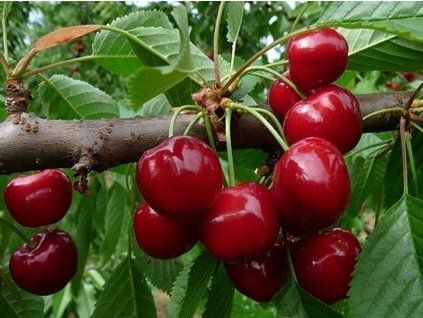 Třešeň 'Burlat'  Prunus avium 'Burlat'