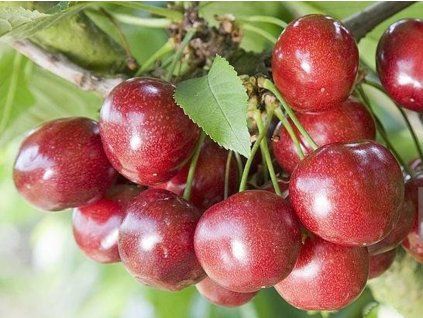 Třešeň 'Celeste'  Prunus avium 'Celeste'