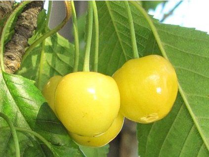 Třešeň 'Dönissenova Yellow'  Prunus avium 'Dönnisenova Yellow'