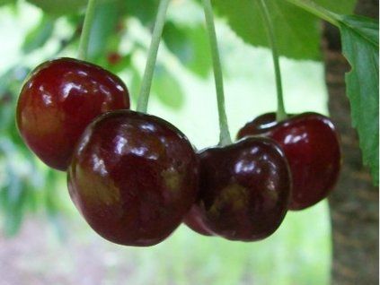 Třešeň 'Dzerelo'  Prunus avium 'Dzerelo'