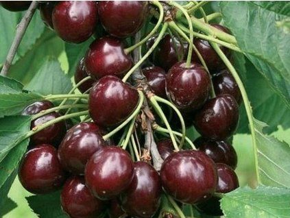 Třešeň 'Garden Bing'  Prunus avium 'Garden Bing'