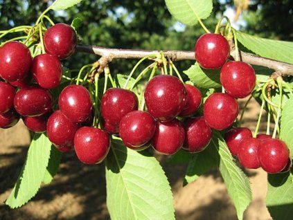 Třešeň 'Halka®'  Prunus avium 'Halka'