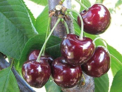 Třešeň 'Horka®'  Prunus avium 'Horka'