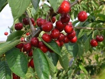 Třešeň 'Christiana®'  Prunus avium 'Christiana'