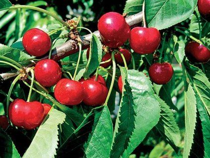 Třešeň 'Justyna®'  Prunus avium 'Justyna'