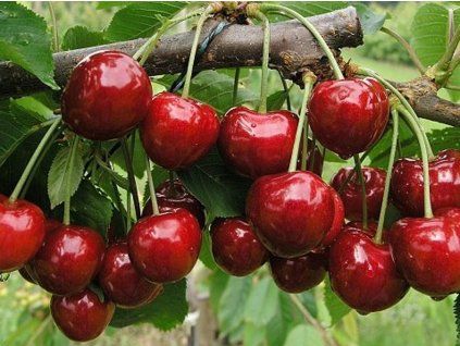 Třešeň 'Kasandra®'  Prunus avium 'Kasandra'