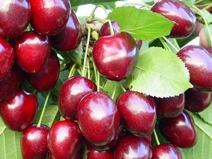 Třešeň 'Kordia'  Prunus avium 'Kordia'