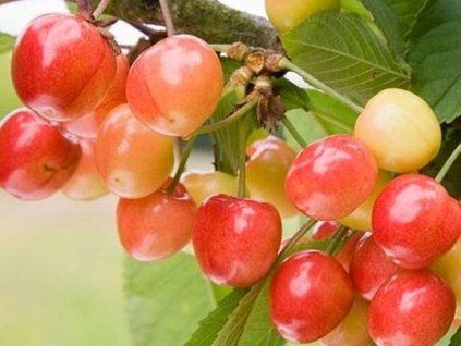Třešeň 'Napoleonova - compact'  Prunus avium 'Napoleonova compact'