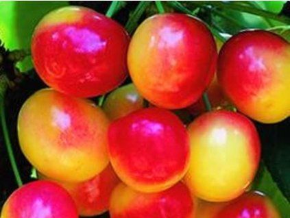 Třešeň 'Rainier'  Prunus avium 'Rainier'