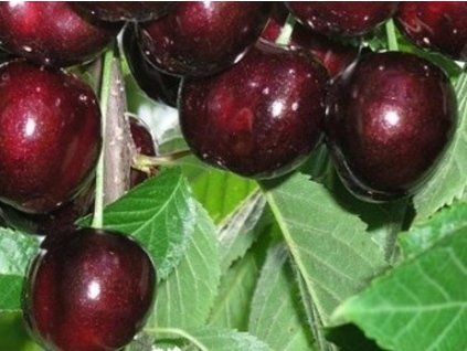 Třešeň 'Rita®'  Prunus avium 'Rita'