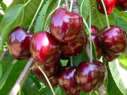 Třešeň 'Schneiderova pozdní'  Prunus avium 'Schneiderova pozdní'