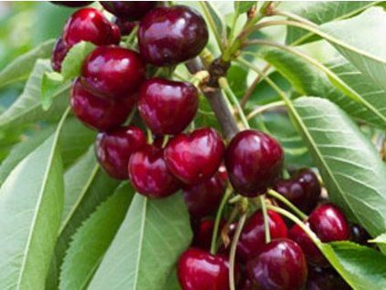 Třešeň 'Sweet Lorenz'  Prunus avium 'Sweet Lorenz'