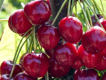 Třešeň 'Sweetheart'  Prunus avium ´Sweetheart´