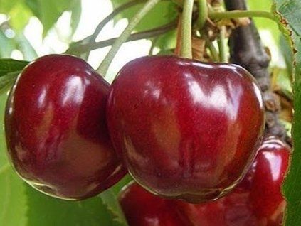 Třešeň 'Vera'  Prunus avium 'Vera'