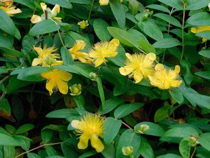 Třezalka kalíškatá 'Rose Von Sharon' - Hypericum calycinum 'Rose Von Sharon'  Hypericum calycinum 'Rose Von Sharon'