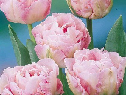 tulip�n r��ov�