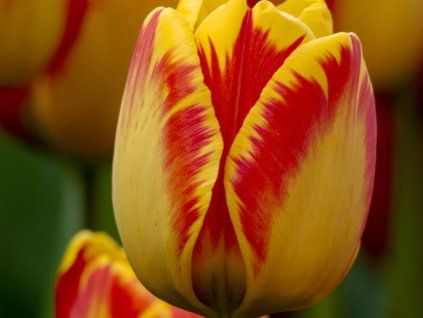 Tulipán 'Banja Luka'  Tulipa 'Banja Luka'