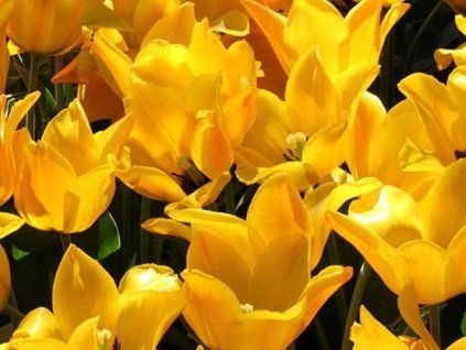 golden tango