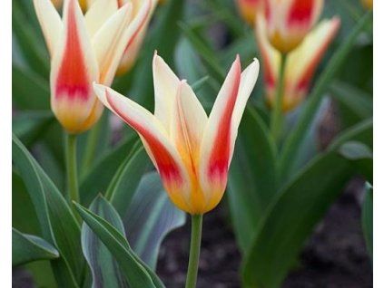 65709 1 tulipan johann strauss 3 ks