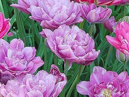lilac perfection