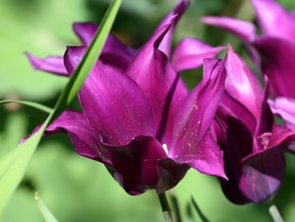 purple