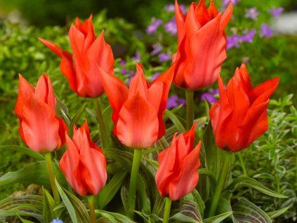 Tulipán 'Red Riding Hood'  Tulipa 'Red Riding Hood'
