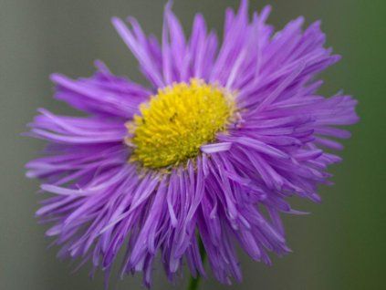 grandiflorus 1