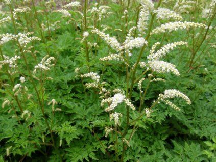 Udatna dvoudomá - Aruncus aethusifolius  Aruncus aethusifolius