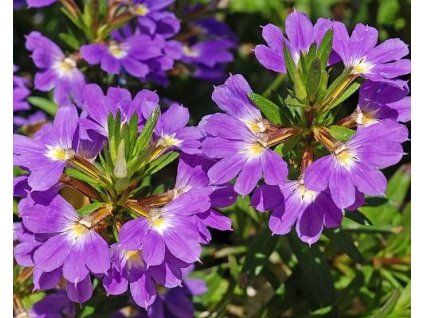 66507 1 vejirovka nezlomna blue laguna scaevola aemula blue laguna