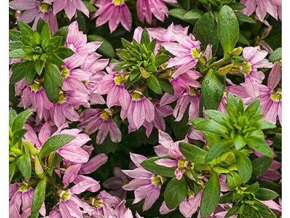 66510 1 vejirovka nezlomna abanico pink scaevola aemula abanico pink