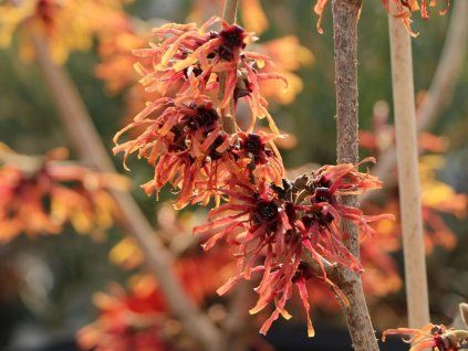 Vilín prostřední 'Orange Beauty'  Hamamelis x intermedia 'Orange Beauty'