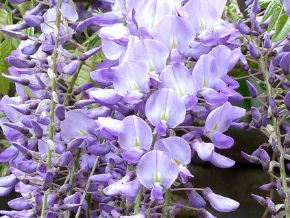 Vistárie květnatá 'Blue Dream'  Wisteria floribunda 'Blue Dream'