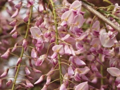 Vistárie květnatá 'Honbeni'  Wisteria floribunda 'Honbeni'