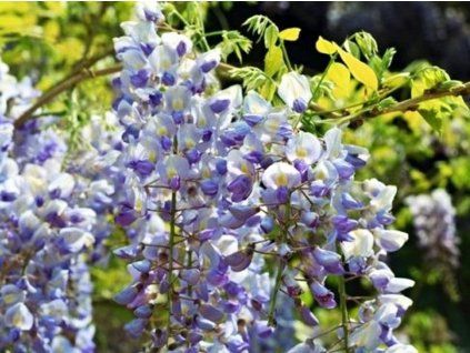Vistárie květnatá 'Multijuga'  Wisteria floribunda 'Multijuga'