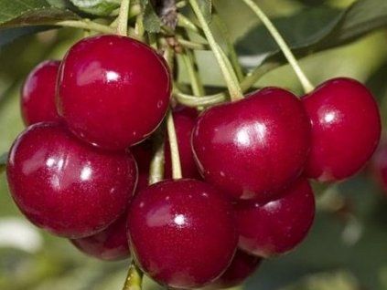 Višeň 'Gerema'  Prunus avium 'Gerema'