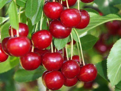 Višeň 'Groniasta z Ujfehertoi'  Prunus cerasus 'Groniasta z Ujfehertoi'