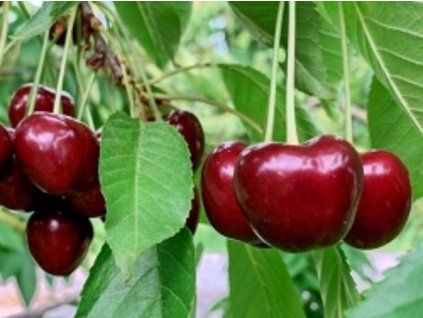 Višeň 'Köröšská'  Prunus cerasus 'Köröšská'